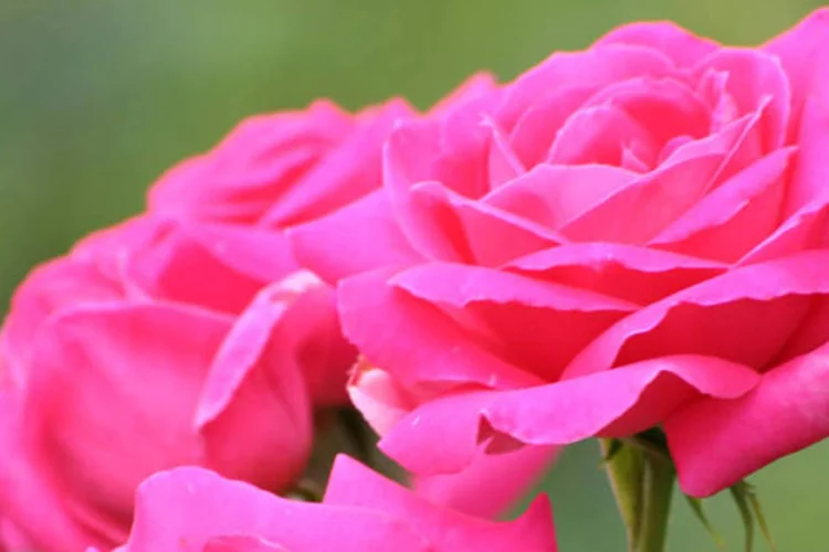 Rosas (Stock Xchng)