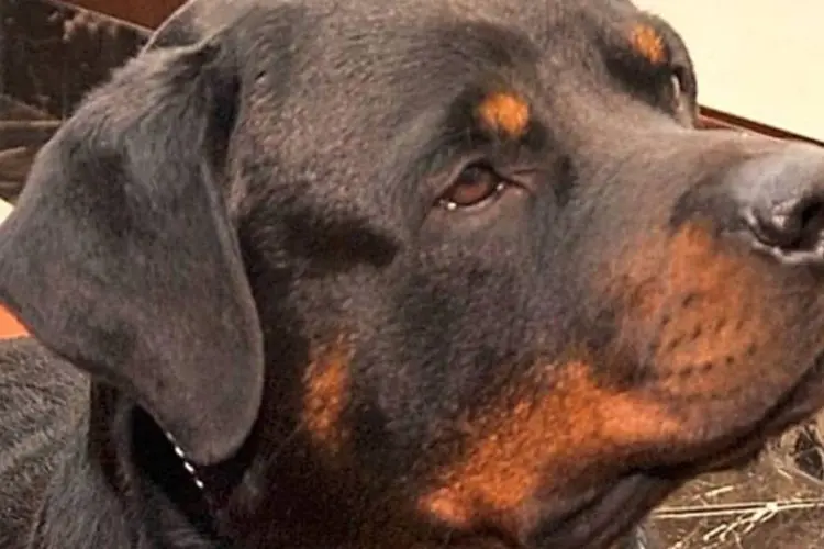 
	Rottweiler: A pol&iacute;cia iniciou uma investiga&ccedil;&atilde;o para determinar o que provocou e como aconteceu o ataque dos cachorros
 (Getty Images)