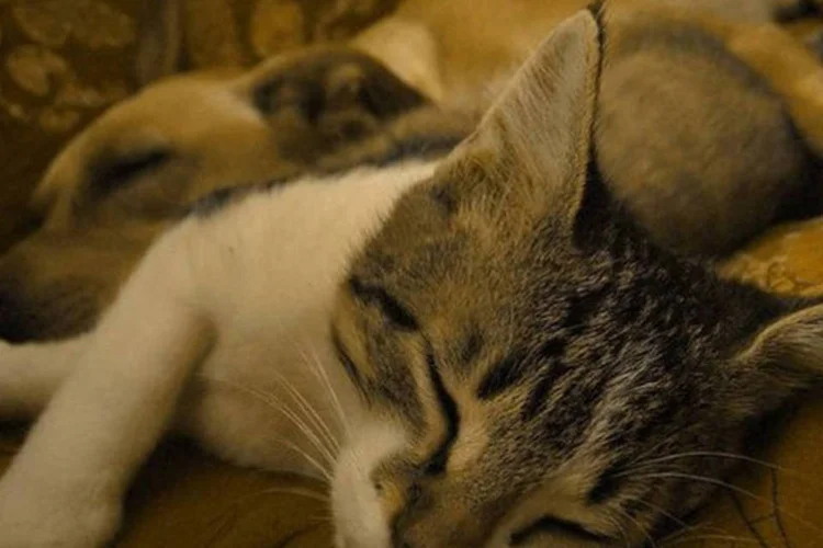 
	Conhe&ccedil;a os sinais que indicam que seu animalzinho est&aacute; com frio e saiba como proteg&ecirc;-los
 (Matteo Villani/Creative Commons)