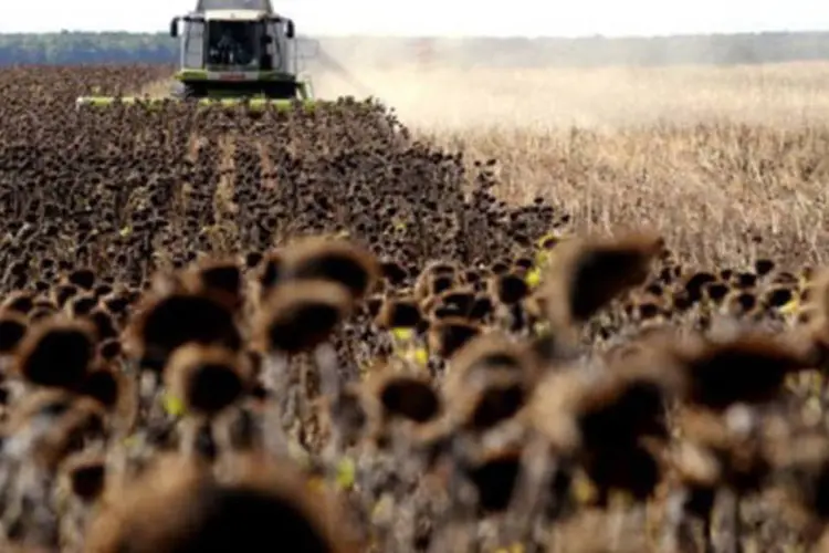 Fazenda de girassóis reflete crescimento da economia russa (.)