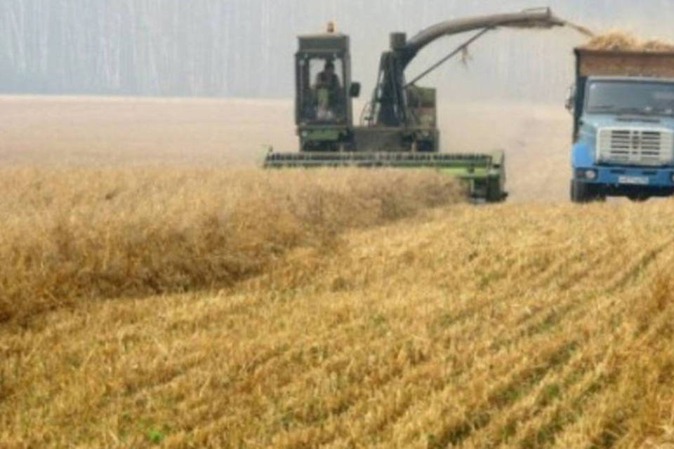 Rússia não planeja importar cereais apesar da queda da colheita
