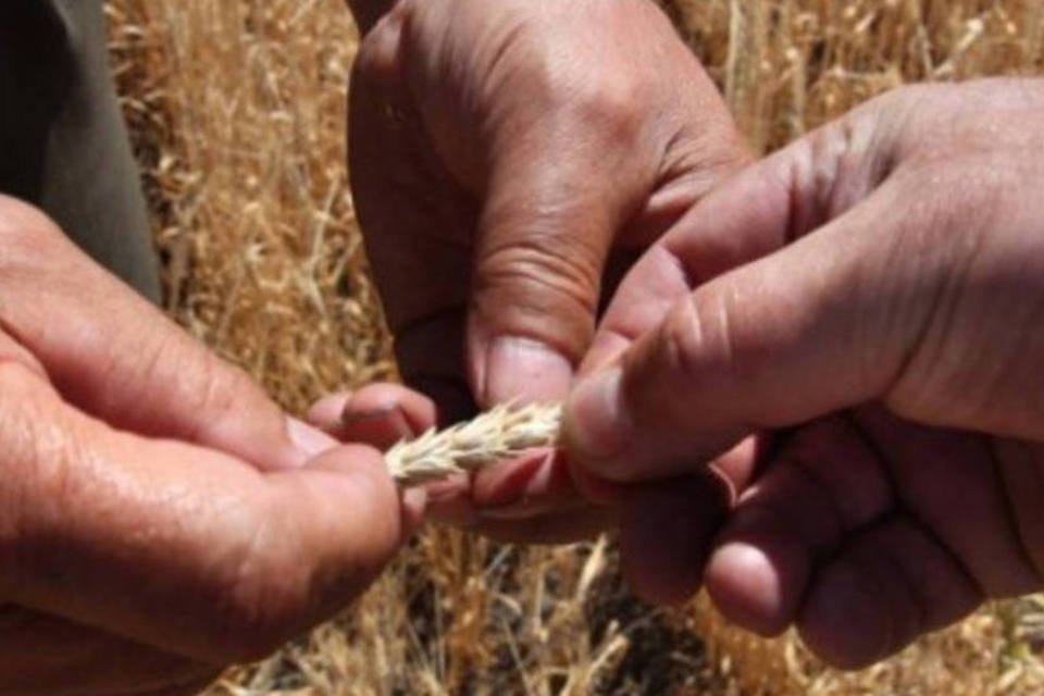Rússia faz embargo temporário sobre exportações de trigo