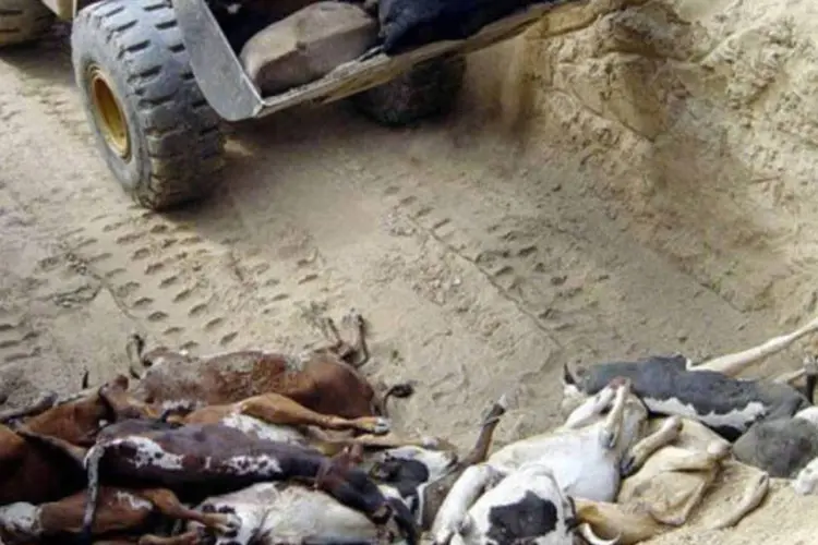 Animais com febre aftosa sacrificados na fronteira paraguaia (AFP)