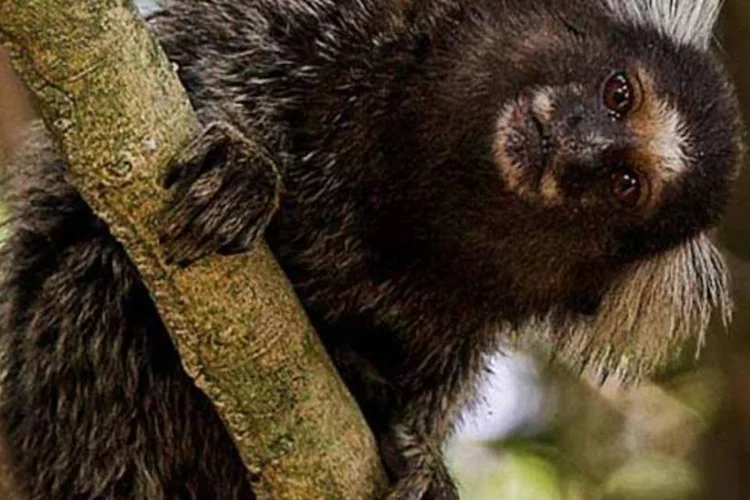 Macacos: os cinco animais mortos fazem parte de um grupo de 32 macacos que morreram no Rio nos últimos seis meses em situações diversas (Wikimedia Commons/Wikimedia Commons)