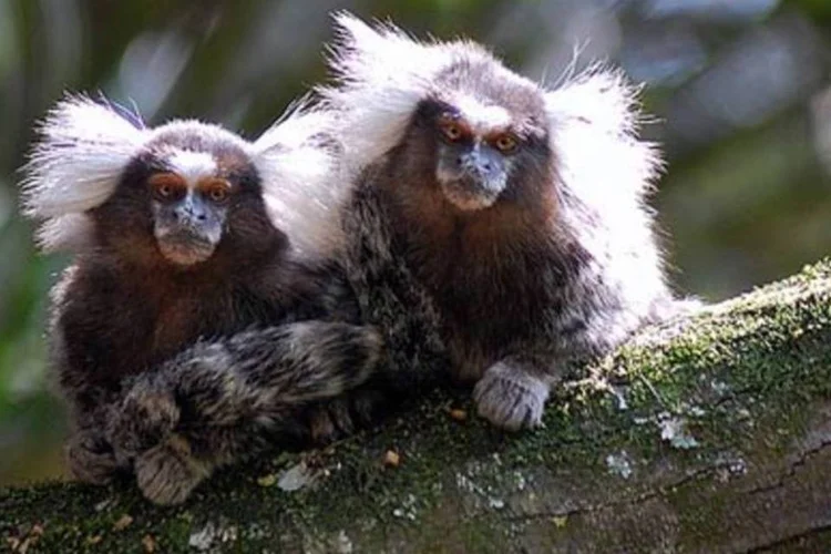No Dia Mundial da Biodversidade, zoológicos de todo o país propõem atividades de educação ambiental (.)