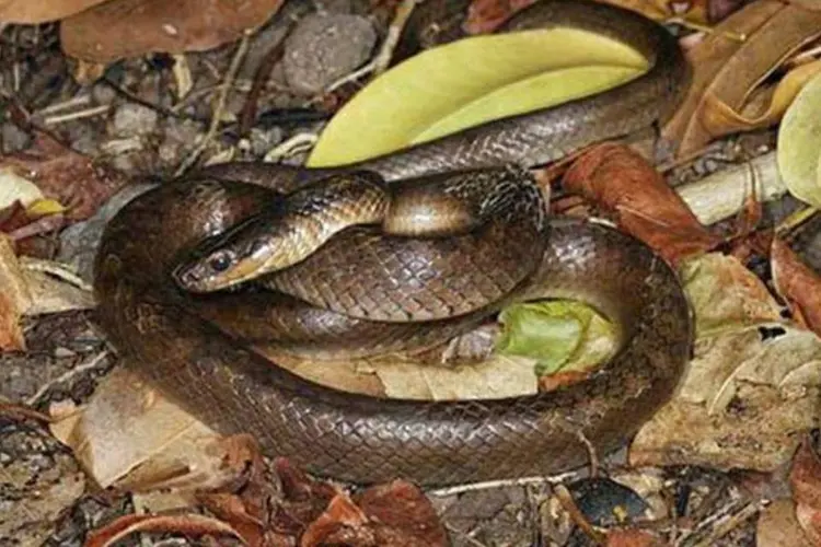 Cobra corredora de Santa Lúcia (Gregory Guida/ Durrell Wildlife Conservation Trust)