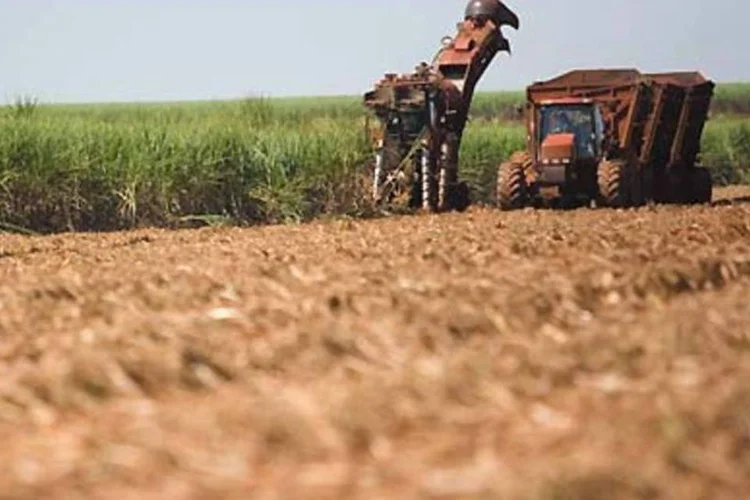 Plantação de cana da São Martinho: incorporação da Omtek à sua estrutura societária trará eficiência