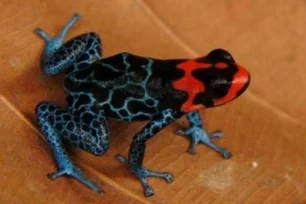 Imagem referente à matéria: Novas espécies de rãs venenosas são identificadas na Amazônia