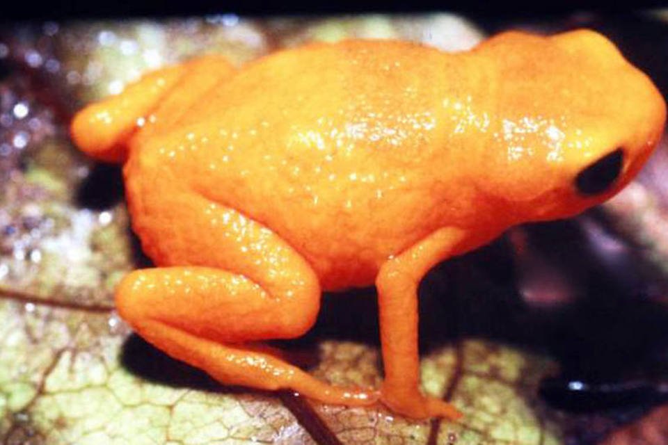 Este sapo de 1 cm  é extremamente venenoso