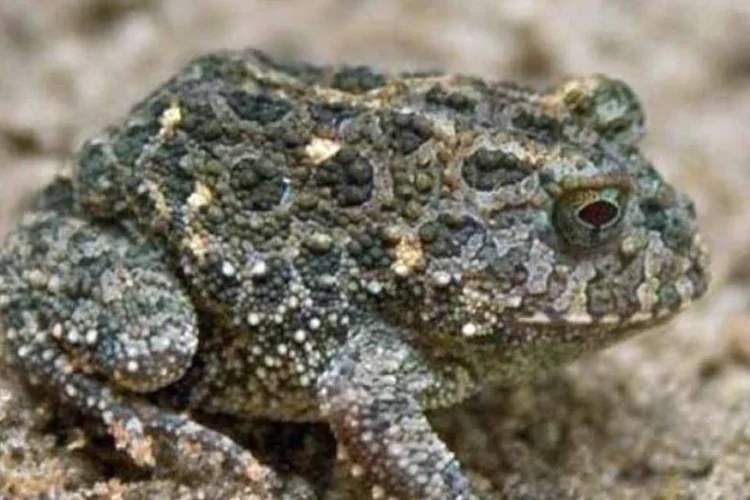 Odontophrynus moratoi (Carlos Henrique Luz Nunes de Almeida/Creative Commons)