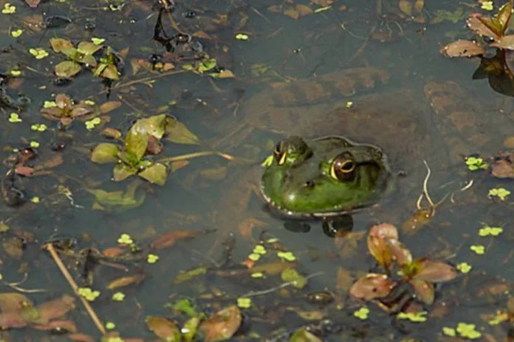 
	Sapo:&nbsp;a esp&eacute;cie identificada como necr&oacute;fila &eacute; a Rhinella proboscidea, que mede at&eacute; 5,5 cent&iacute;metros.
 (AFP/ Karen Bleier)