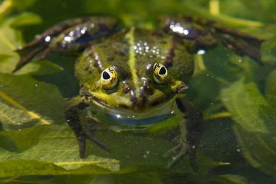 Sapo com língua super-pegajosa intriga os cientistas