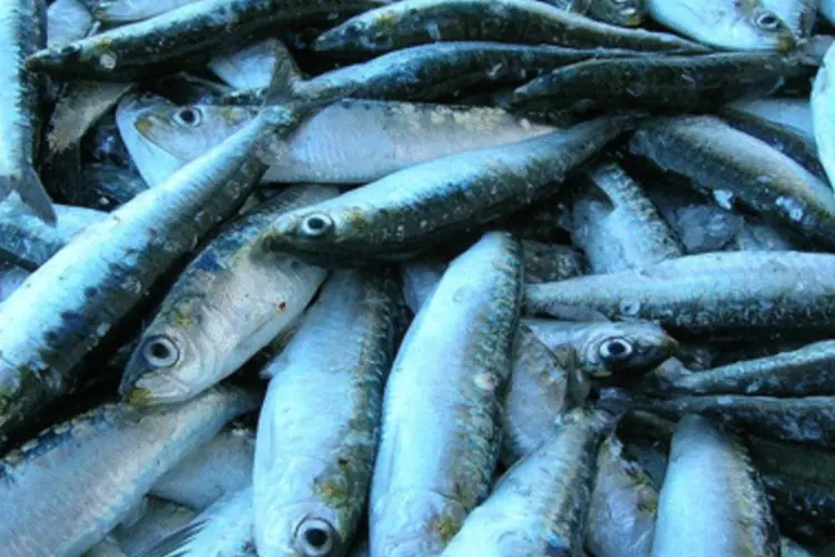 Carregamento de sardinhas: pesca ficou estagnada nos últimos anos (./Reprodução)