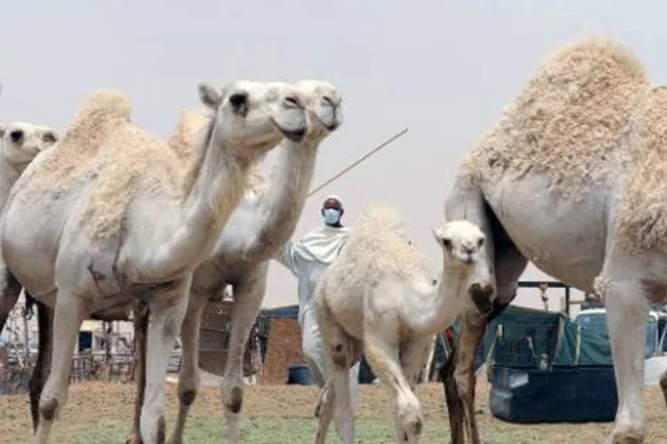 
	Saudita cuida de dromed&aacute;rios: n&atilde;o existe tratamento preventivo contra o MERS
 (Fayez Nureldine/AFP)