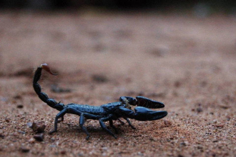 Molécula presente em veneno de escorpião ilumina tumores cerebrais