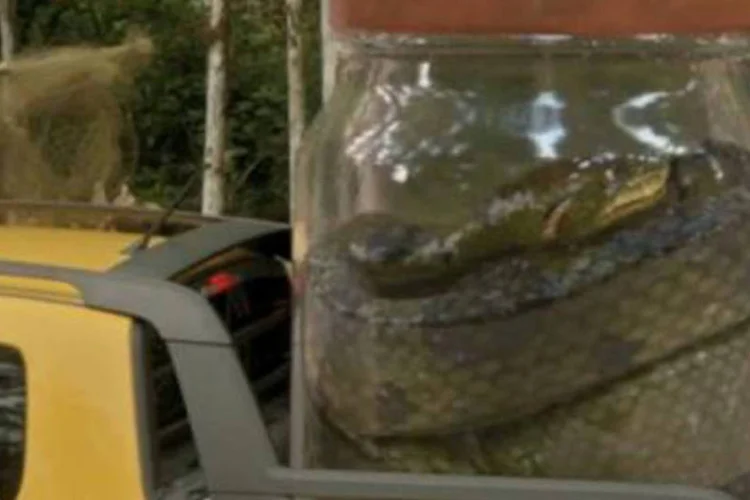 Trecho do comercial da Nova Saveiro, da Volkswagen, que usa uma cobra gigante como isca (Reprodução)