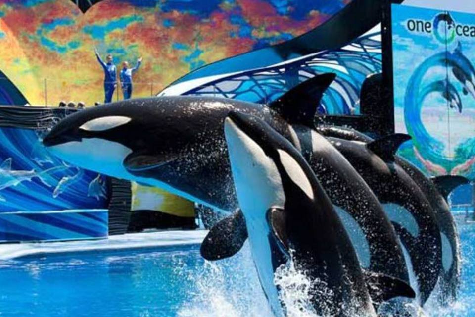 Show com baleias: beaseada em Orlando, na Flórida, a SeaWorld Entertainment opera 11 parques nos EUA (JASON COLLIER/Divulgação/Divulgação)