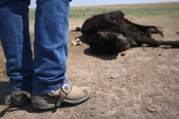 
	Homem observa uma vaca morta pela seca que atingiu as pastagens americanas este ano
 (Getty Images)