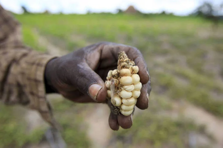 
	Seca e fome: &quot;No total, 2,44 milh&otilde;es de pessoas se encontram em situa&ccedil;&atilde;o de inseguran&ccedil;a alimentar&quot;
 (Philimon Bulawayo / Reuters)