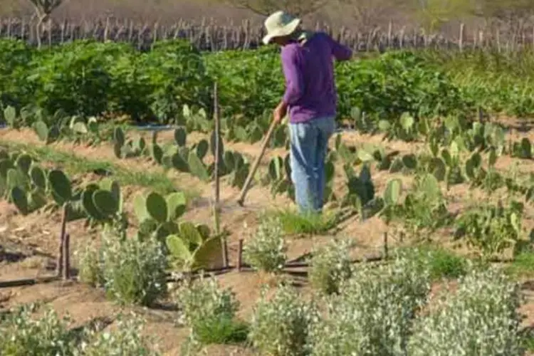 
	Agricultor brasileiro: o levantamento ressalta, no entanto, que a diminui&ccedil;&atilde;o no n&uacute;mero de pequenos empregadores foi observada apenas em atividades agropecu&aacute;rias
 (Wilson Dias/Abr)