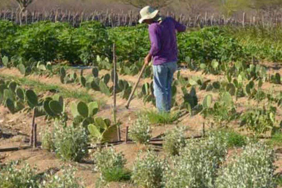 Ministério da Agricultura precisa retomar poder, diz SRB