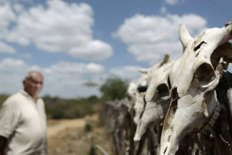 
	Cr&acirc;nios de gado morto ap&oacute;s per&iacute;odo de seca: retroescavadeiras cavam covas para enterrar os animais que n&atilde;o resistem &agrave; seca
 (REUTERS/Ueslei Marcelino)