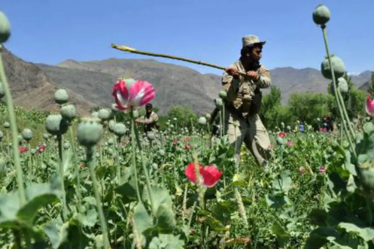 Membro das forças de segurança afegãs destrói uma plantação ilegal de papoula  (Moorullah Shirzada/AFP)