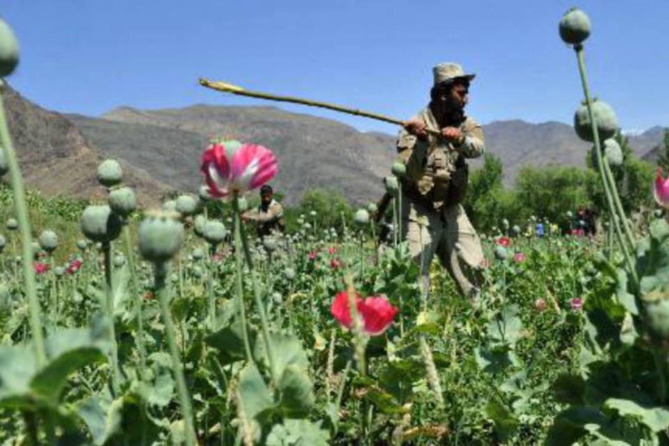 Cultivo de papoula para ópio no Afeganistão tem recorde