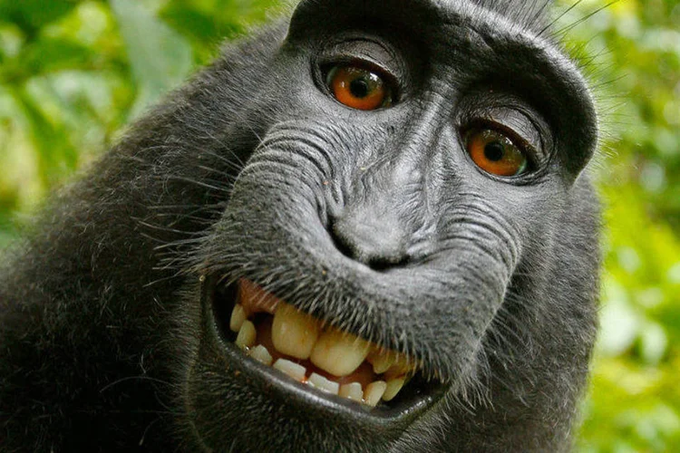Selfie feita por macaco: "eles dizem que o macaco é o titular dos direitos autorais", disse o fotógrafo (Wikimedia Commons)