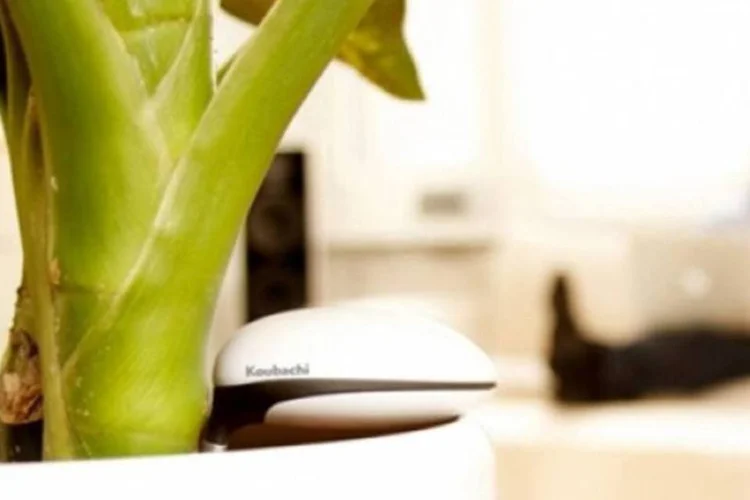  Wi-Fi Plant Sensor inclui o Koubachi Plant Care Engine (Divulgação)