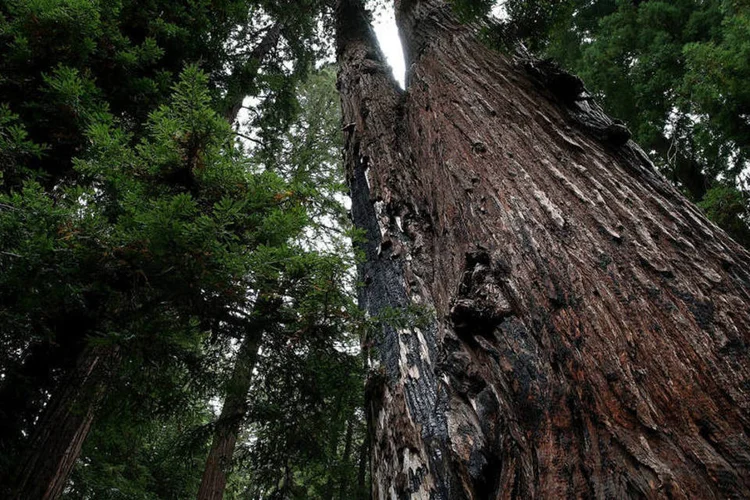 Sequoia gigante da Califórnia: árvores antigas precisam de grandes períodos de estabilidade (Justin Sullivan/Getty Images)