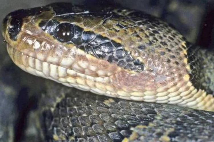 Serpente com "máscara do Zorro": espécies acabaram de ser identificadas (John C. Murphy/AFP)