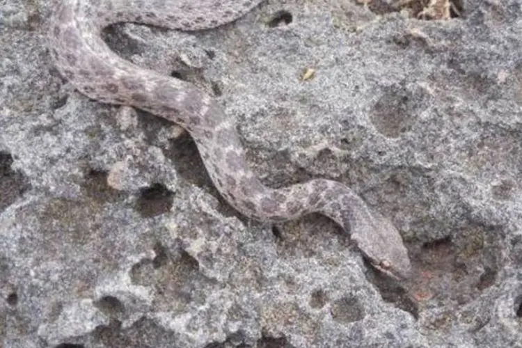 
	Serpente noturna Clarion, de 46 cm, em seu habitat: ela &eacute; encontrada apenas na ilha Clarion, 700 km a oeste do litoral mexicano, na costa do Pac&iacute;fico
 (Daniel Mulcahy/AFP)
