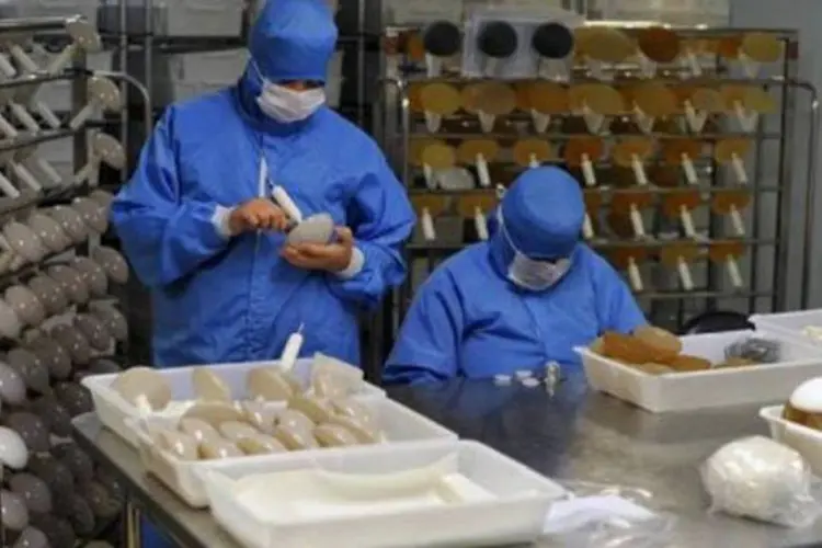Funcionários produzem próteses de silicone na Silimed: terceira maior fabricante do planeta (Christophe Simon/AFP)