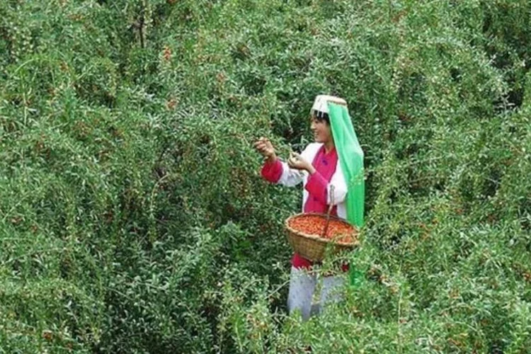 China está num caminho que não se sustenta a longo prazo, diz WWF (Wikimedia Commons/EXAME.com)