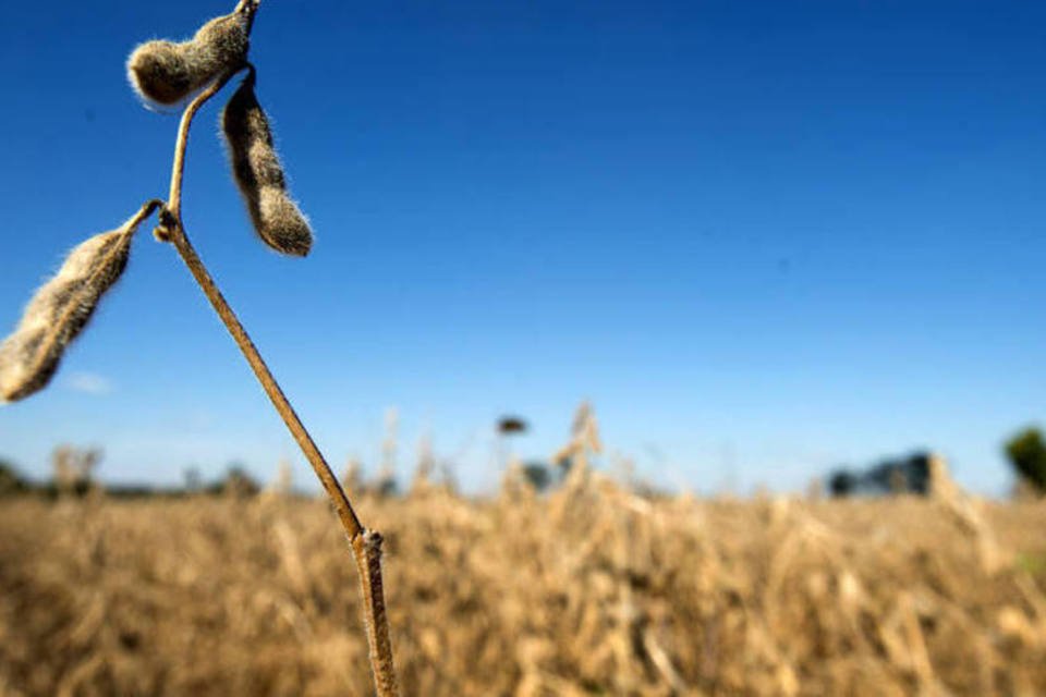 O agronegócio atrai executivos para Goiás
