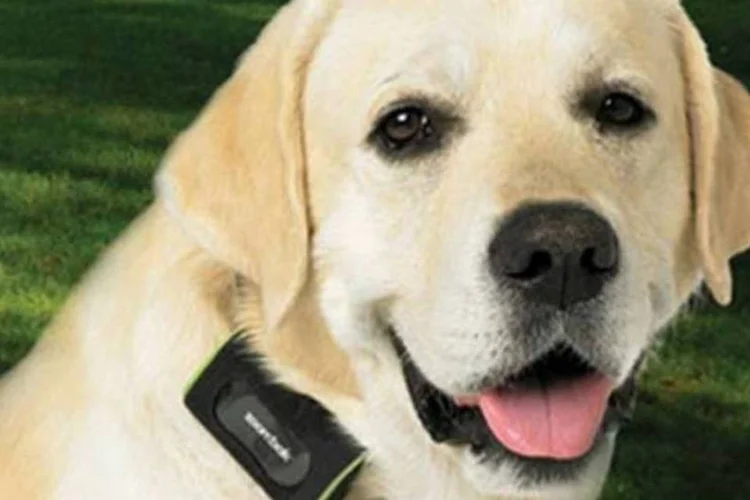 Chamado de Snaptracs, o chip funcionará acoplado à coleira dos animais (Divulgação)