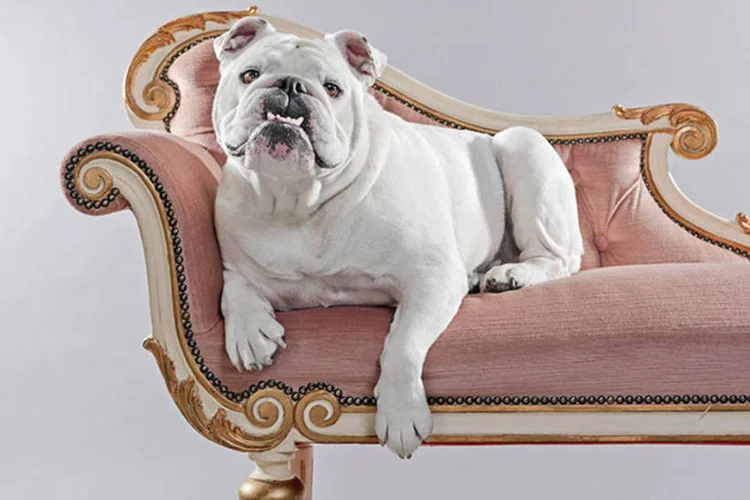 O rei da sala (ThinkStock)
