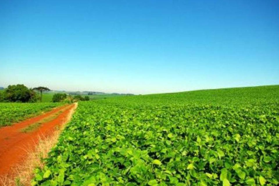 Chinesa Chongqing Grain Group pretende investir US$ 300 mi na compra de 100 mil hectares de terra para plantação de soja. (.)