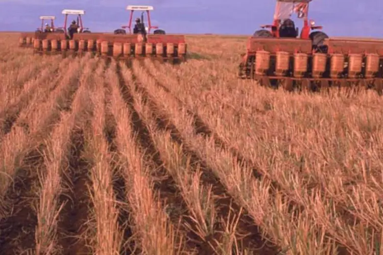 Agricultura: entre as lavouras há forte crescimento esperado do valor da soja, milho, cana-de-açúcar, feijão e algodão (Antônio Milena/VEJA)