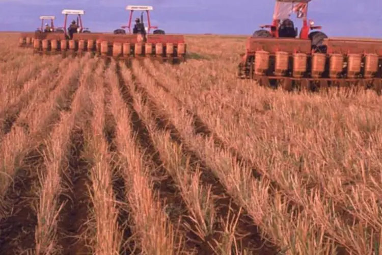 Já previsão para a semeadura de milho nos EUA foi rebaixada para 96,12 milhões de acres, contra 96,4 milhões na estimativa anterior (Antônio Milena/Veja)