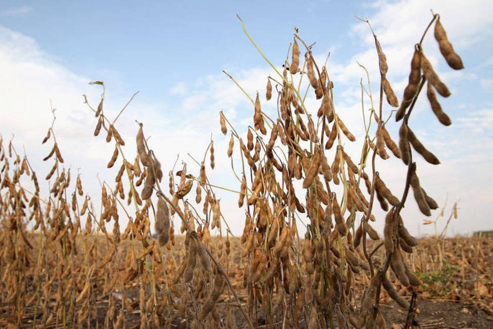Plantio de soja enfrenta desafio climático no Brasil