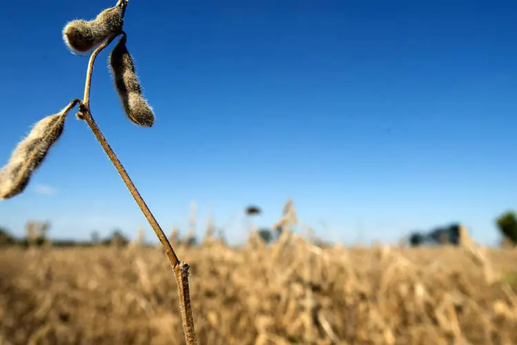 
	Planta&ccedil;&atilde;o de soja: mais chuva n&atilde;o &eacute; esperada em S&atilde;o Paulo e sul de Minas Gerais at&eacute; o final da semana
 (Ty Wright/Bloomberg)