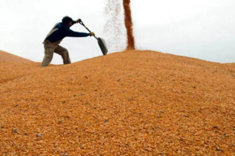 
	Soja: At&eacute; a quinta, produtores de Mato Grosso tinham semeado 8,35% da &aacute;rea recorde de 8,8 milh&otilde;es de hectares
 (Getty Images)