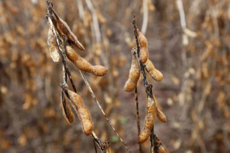 
	Safra de soja: a safra deve superar o recorde de 3,359 bilh&otilde;es de bushels colhidos em 2009
 (Paulo Whitaker/Reuters)