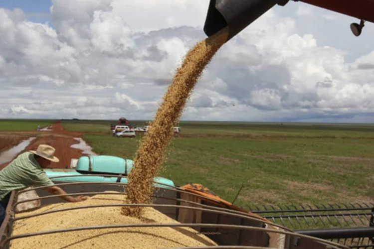 
	Produ&ccedil;&atilde;o de soja: companhia de agroneg&oacute;cio possui duas unidades produtoras de biodiesel entre os seus ativos
 (Paulo Whitaker/Reuters)