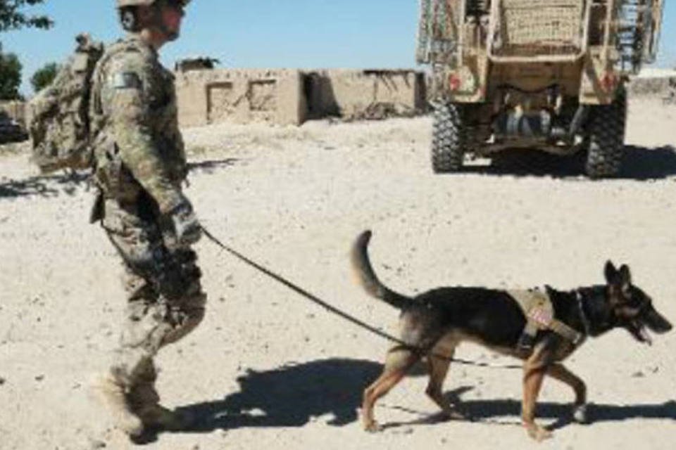 Talibã afirma ter capturado cão americano no Afeganistão