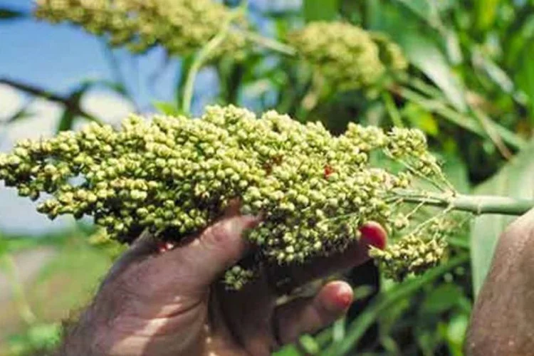 
	Sorgo: medida ocorre depois de a China rejeitar mais de 1 milh&atilde;o de toneladas de milho dos EUA
 (Wikimedia Commons)