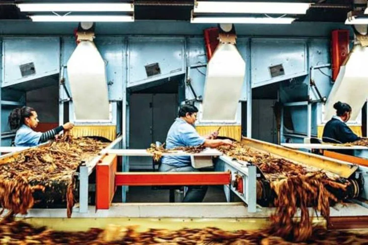 
	Com a alta de hoje, as a&ccedil;&otilde;es da Souza Cruz acumulam ganhos de 36% em 2015
 (Germano Lüders/EXAME.com)