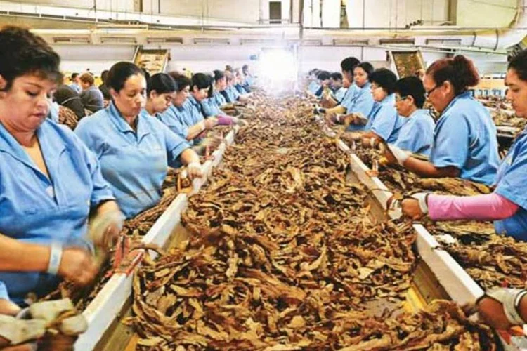 
	F&aacute;brica da Souza Cruz: companhia j&aacute; vendia tabaco ao exterior, mas n&atilde;o exportava cigarros
 (Germano Lüders/EXAME.com)